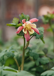 Memento Aquilegia Spring Magic Rose and Ivory, 3L