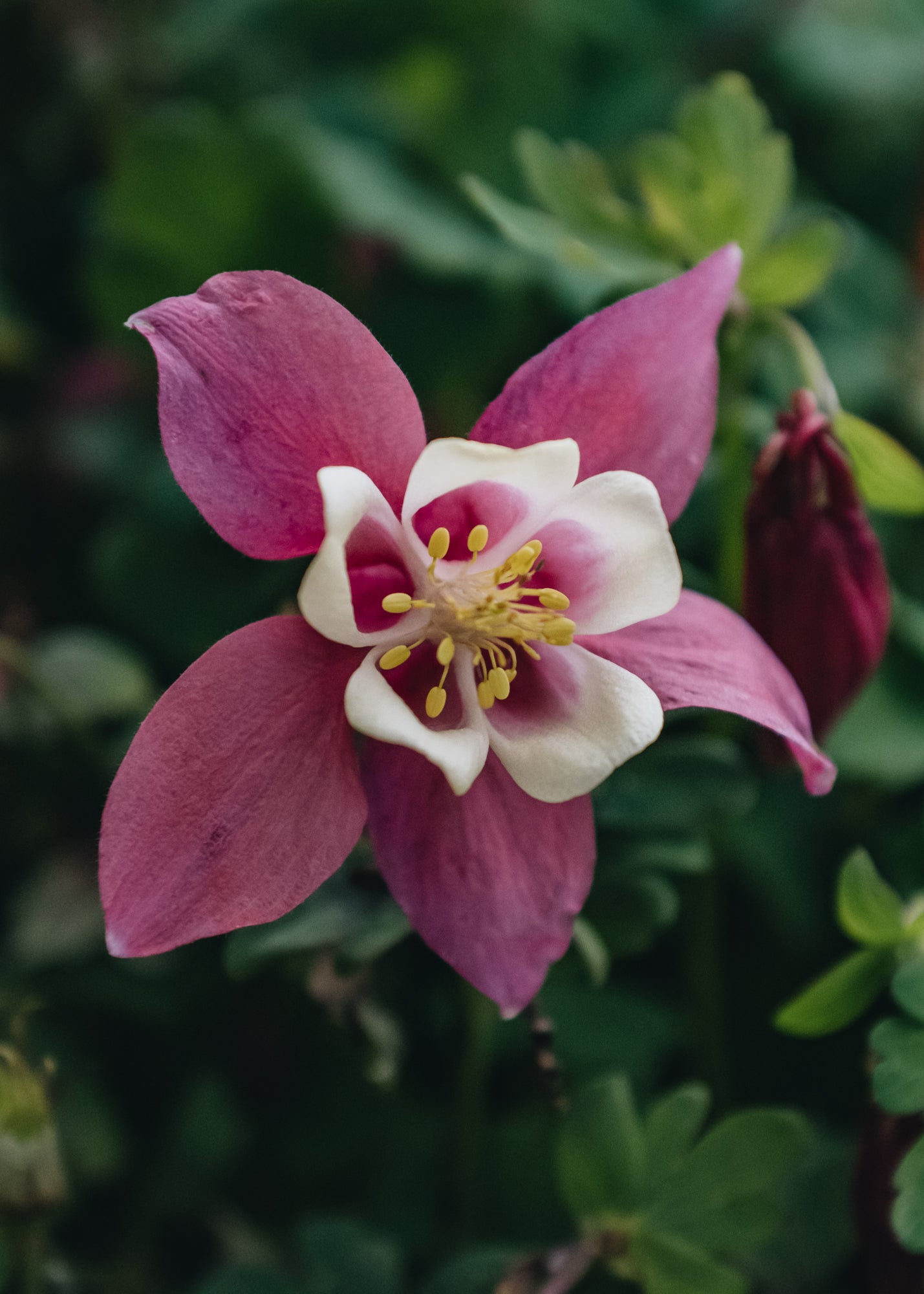 Aquilegia Spring Magic Rose and White