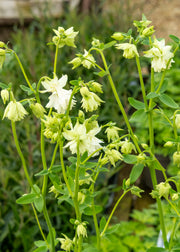 Aquilegia vulgaris var. stellata 'Barlow White', 3L