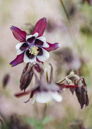 Aquilegia William Guiness