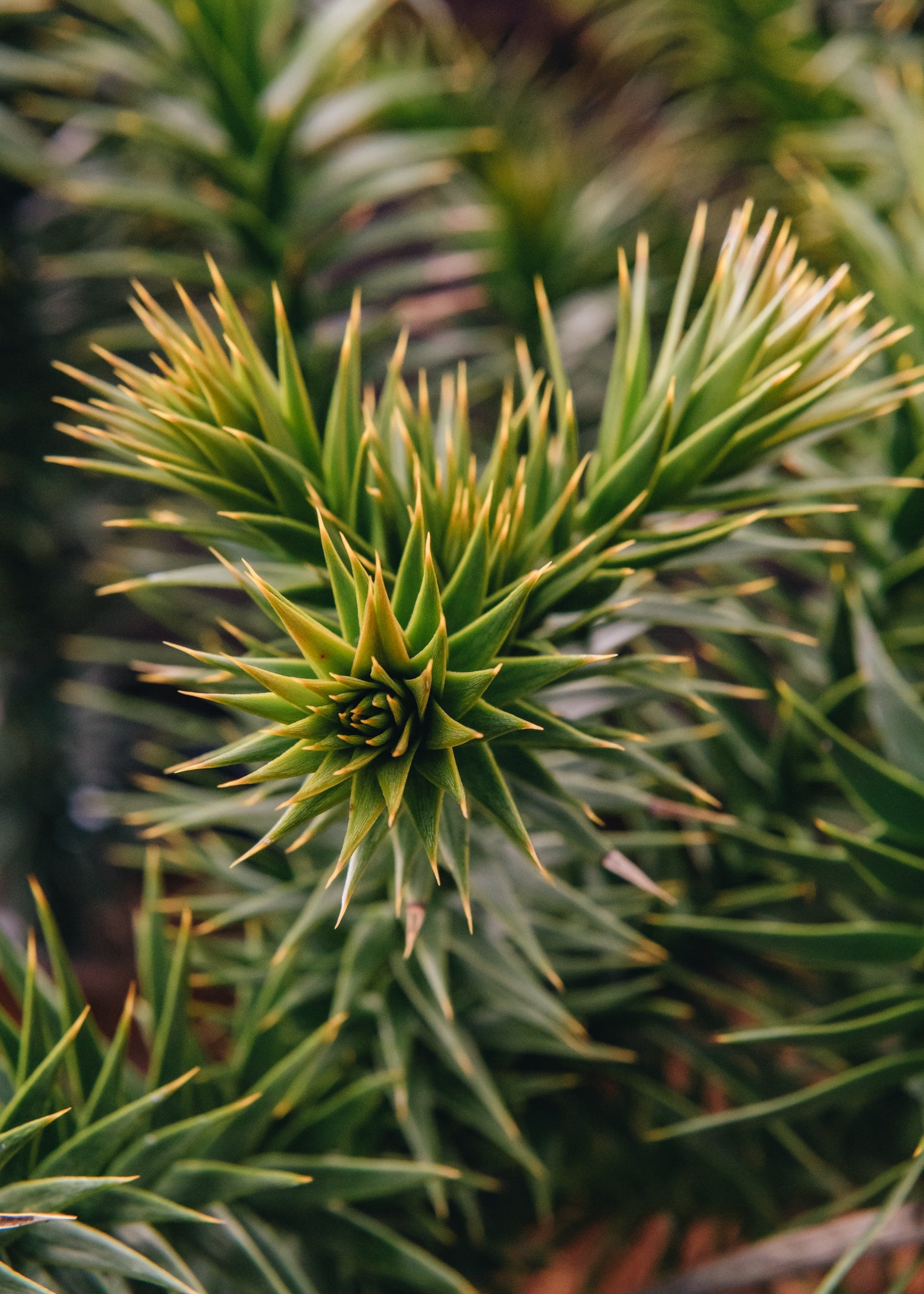 Araucaria araucana Monkey Puzzle Tree 3L