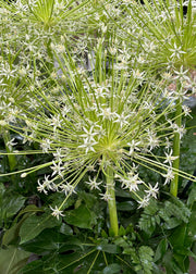 Taylors Bulbs Allium 'Schubertii Arctic Snow' Bulbs, pack of three