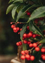 Ardisia Ardisia Crenata, 1/2L 