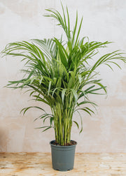 Houseplants Areca lutescens, 19cm