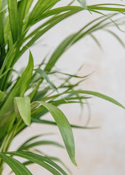 Houseplants Areca lutescens, 19cm