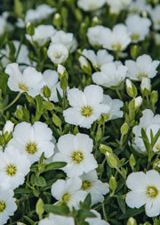 Arenaria Arenaria montana ‘Summer White Compact’, 2L