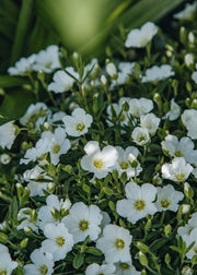 Arenaria Arenaria montana ‘Summer White Compact’, 2L