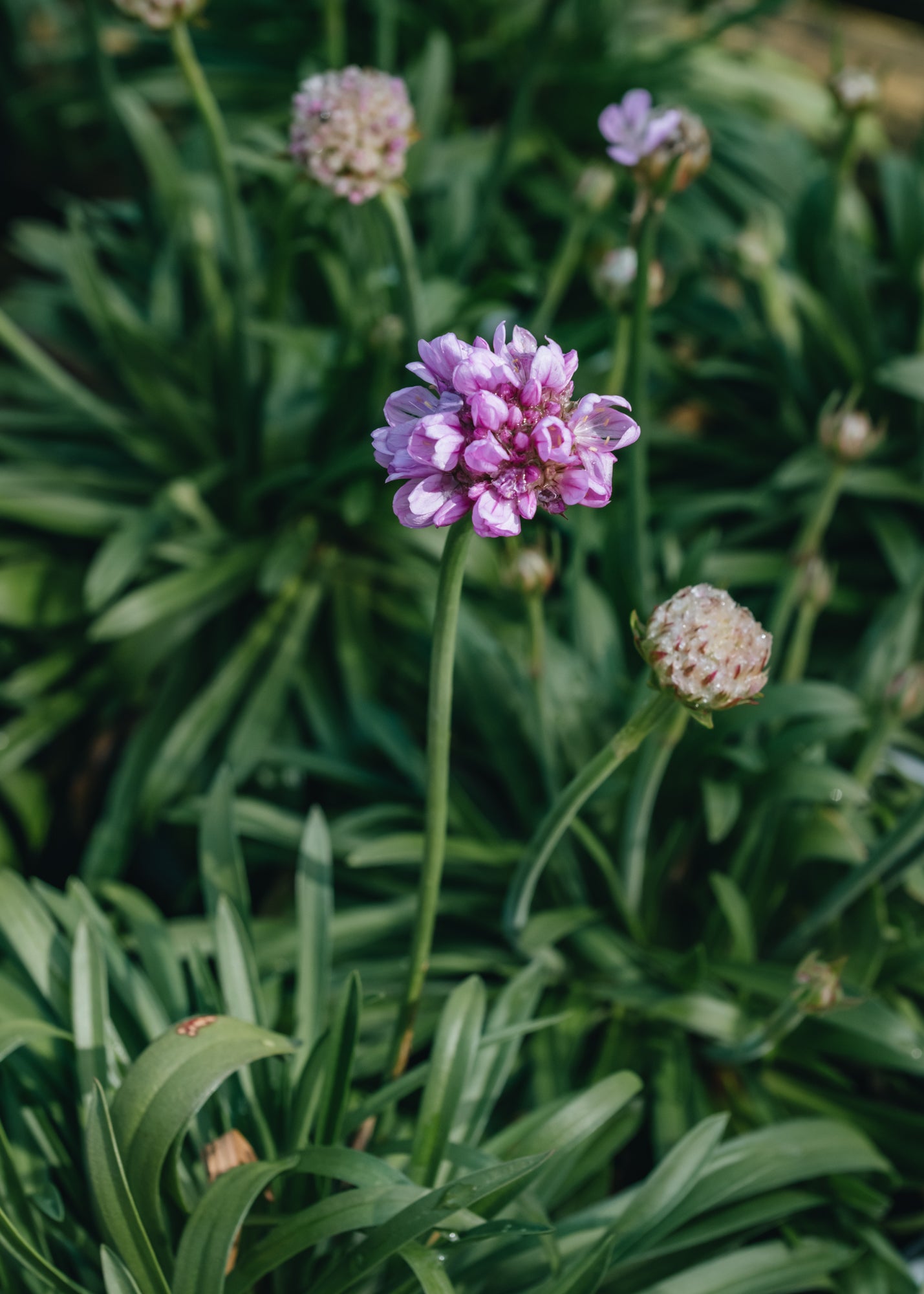 Armeria Dreameria Sweet Dreams