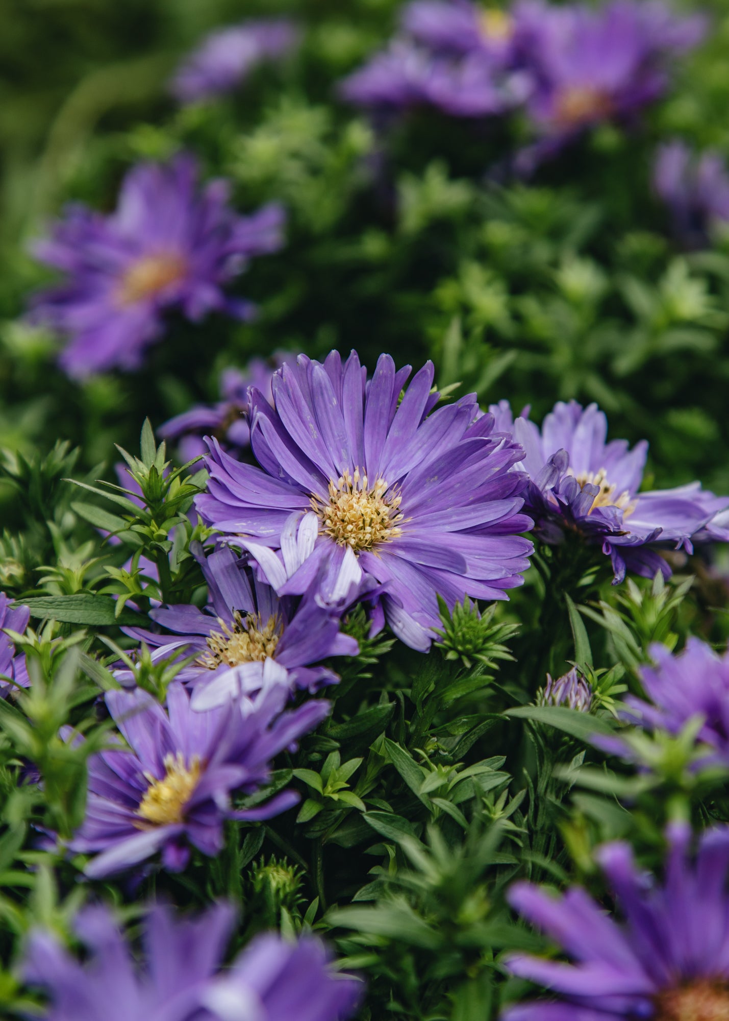 Salvia Aster Dark Purple Launch, 2/3L