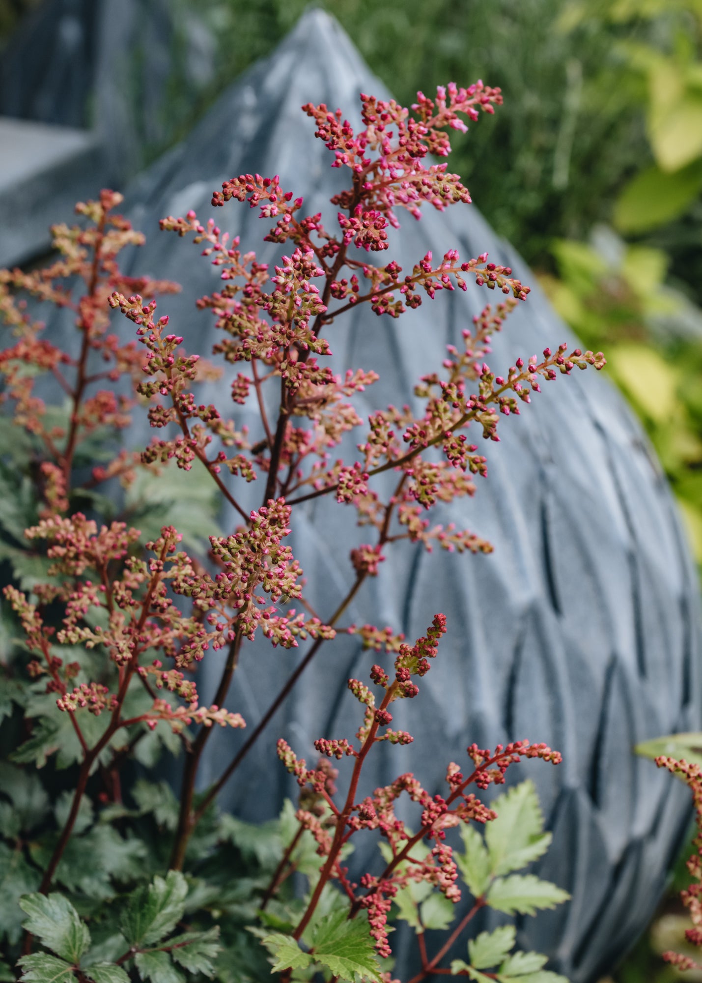 Astilbe Bonn, 2/3L