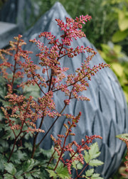 Astilbe Bonn, 2/3L
