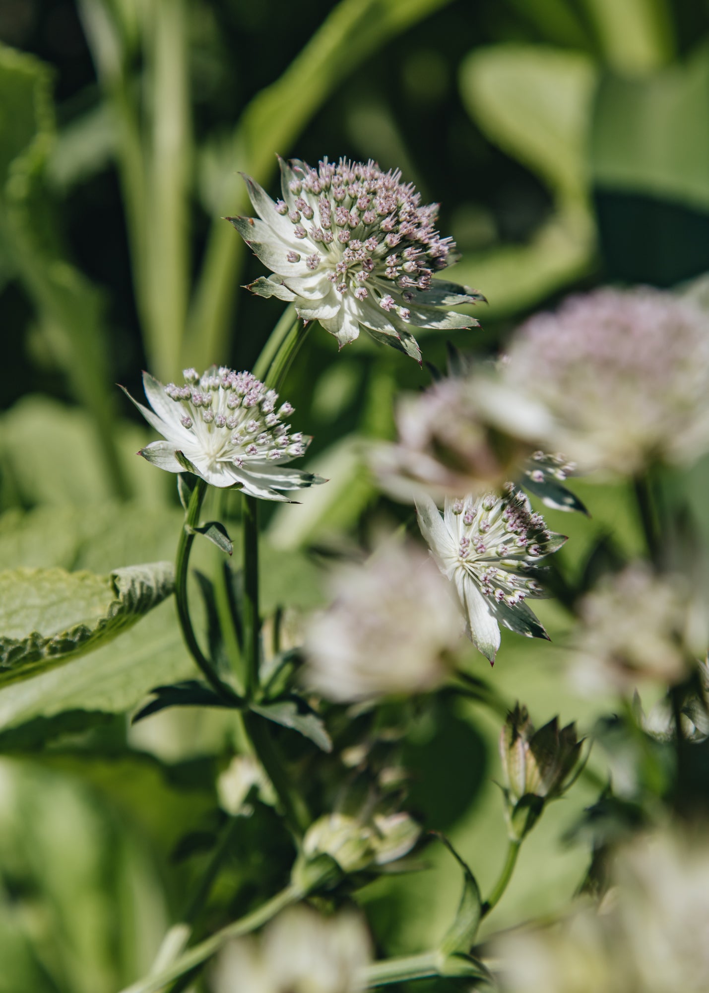 Hydrangea Astrantia major Buckland, 2/3L