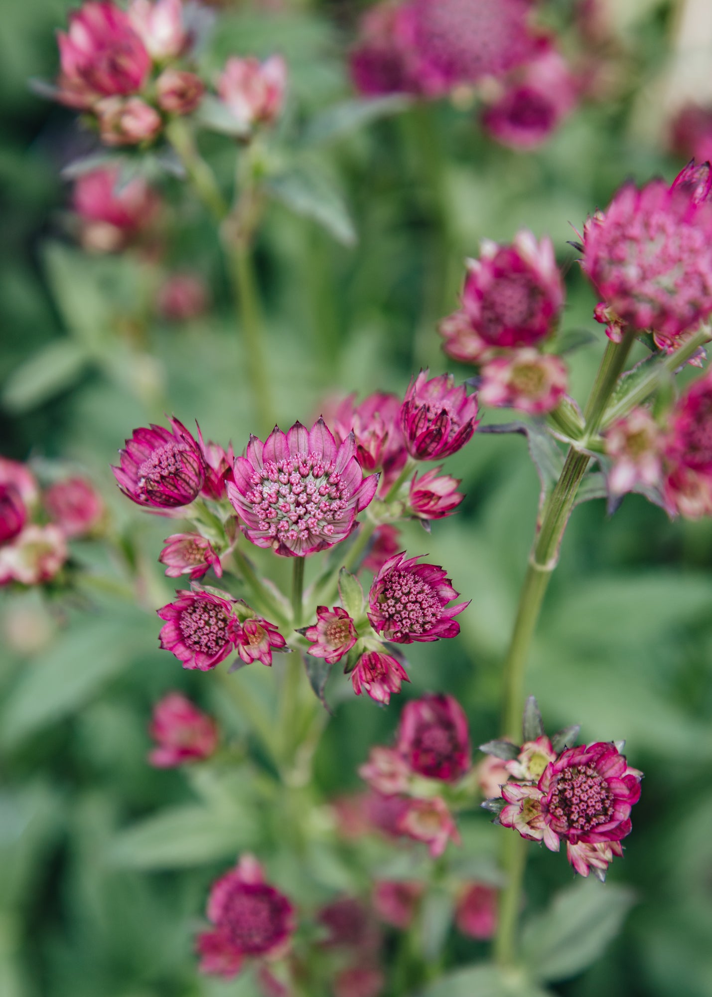 Astrantia Astrantia Cerise Button, 2/3L
