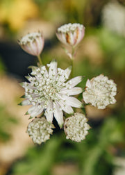 Astrantia Astrantia major ‘Shaggy’, 2L