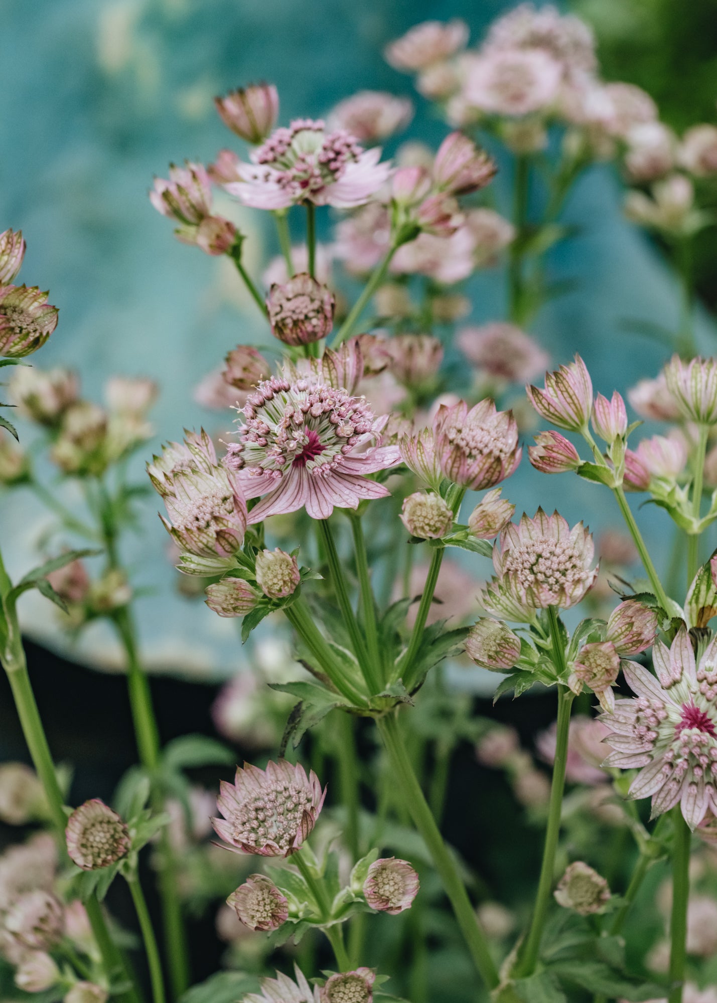 Astrantia Pink Buttons, 2/3L