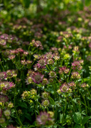 August and Piers Astrantia major 'Pink Pride', 1.5L