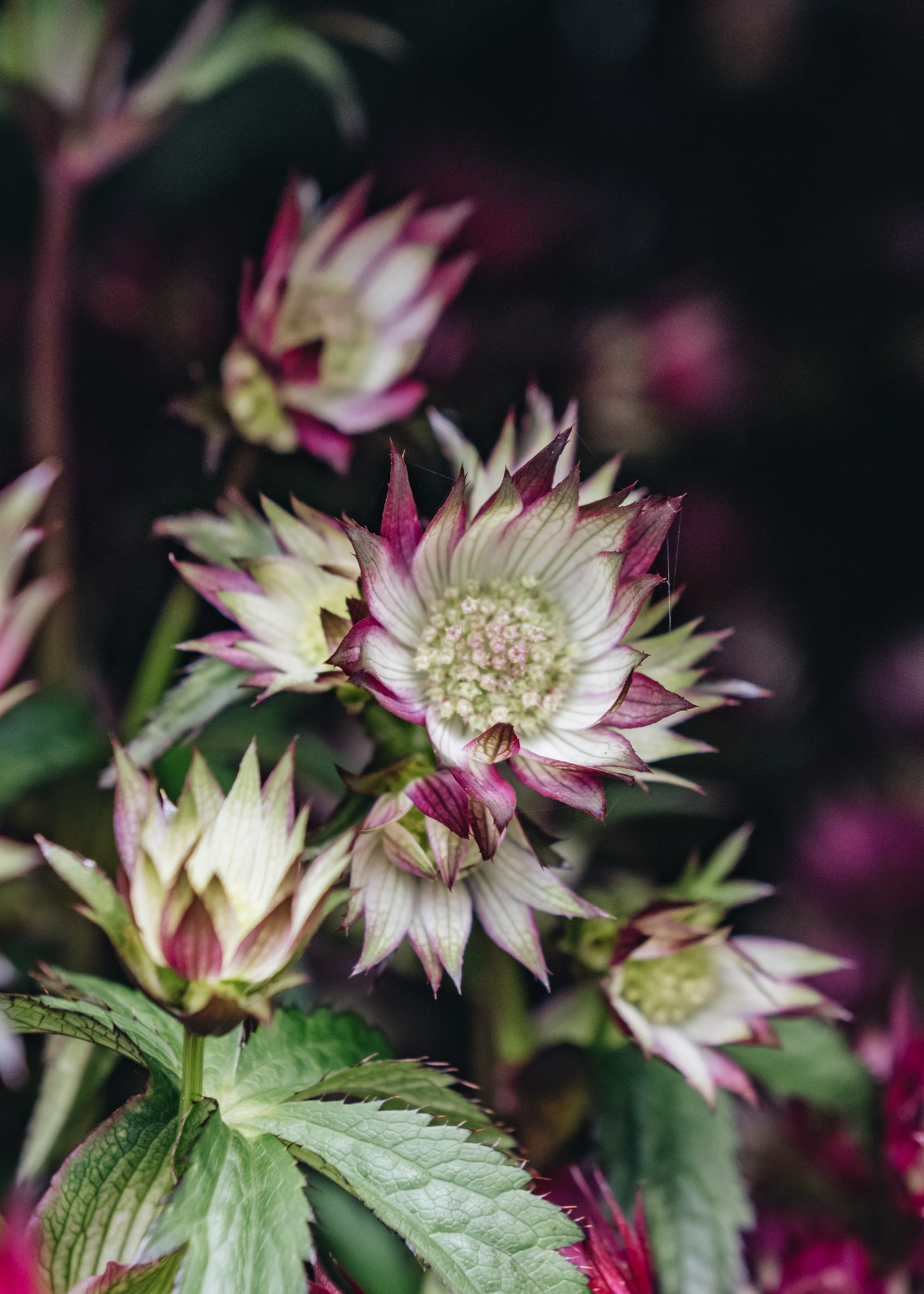 Echinacea Astrantia Sparkling Stars Pink