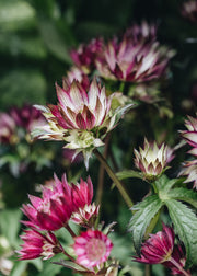 Astrantia Sparkling Stars Pink