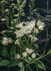 Astrantia Sparkling Stars White