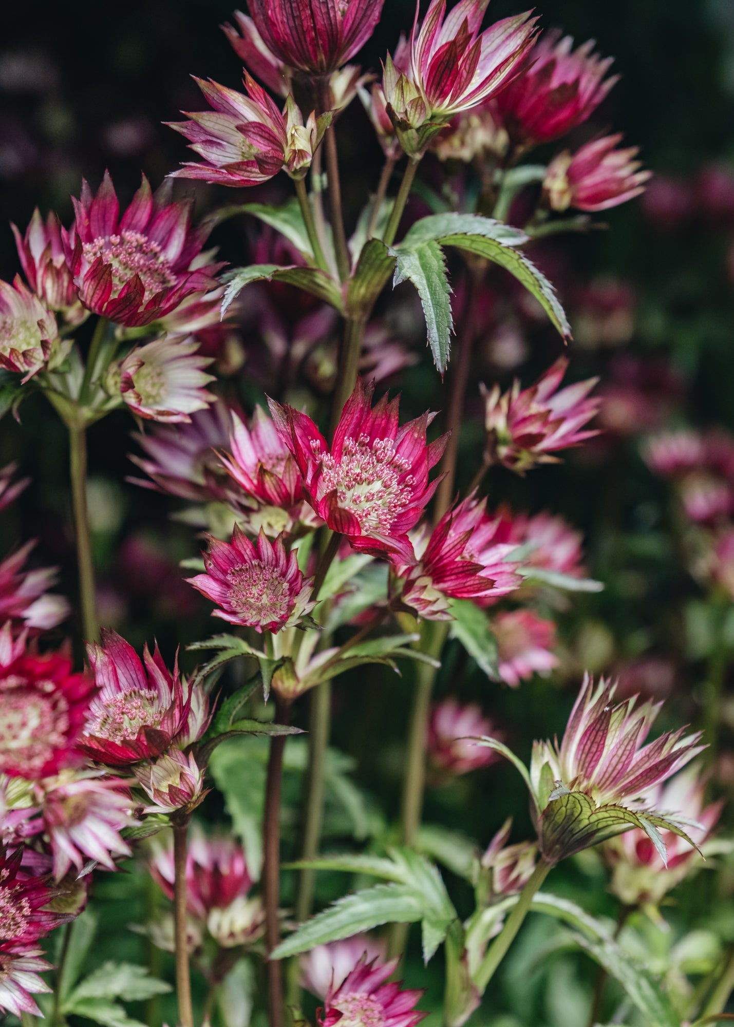 Astrantia Star of Love