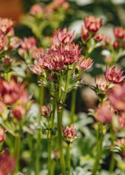 Astrantia Astrantia major 'Pink Pride', 1.5L