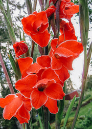 Gladiolus 'Nanus Atom', pack of 15 corms