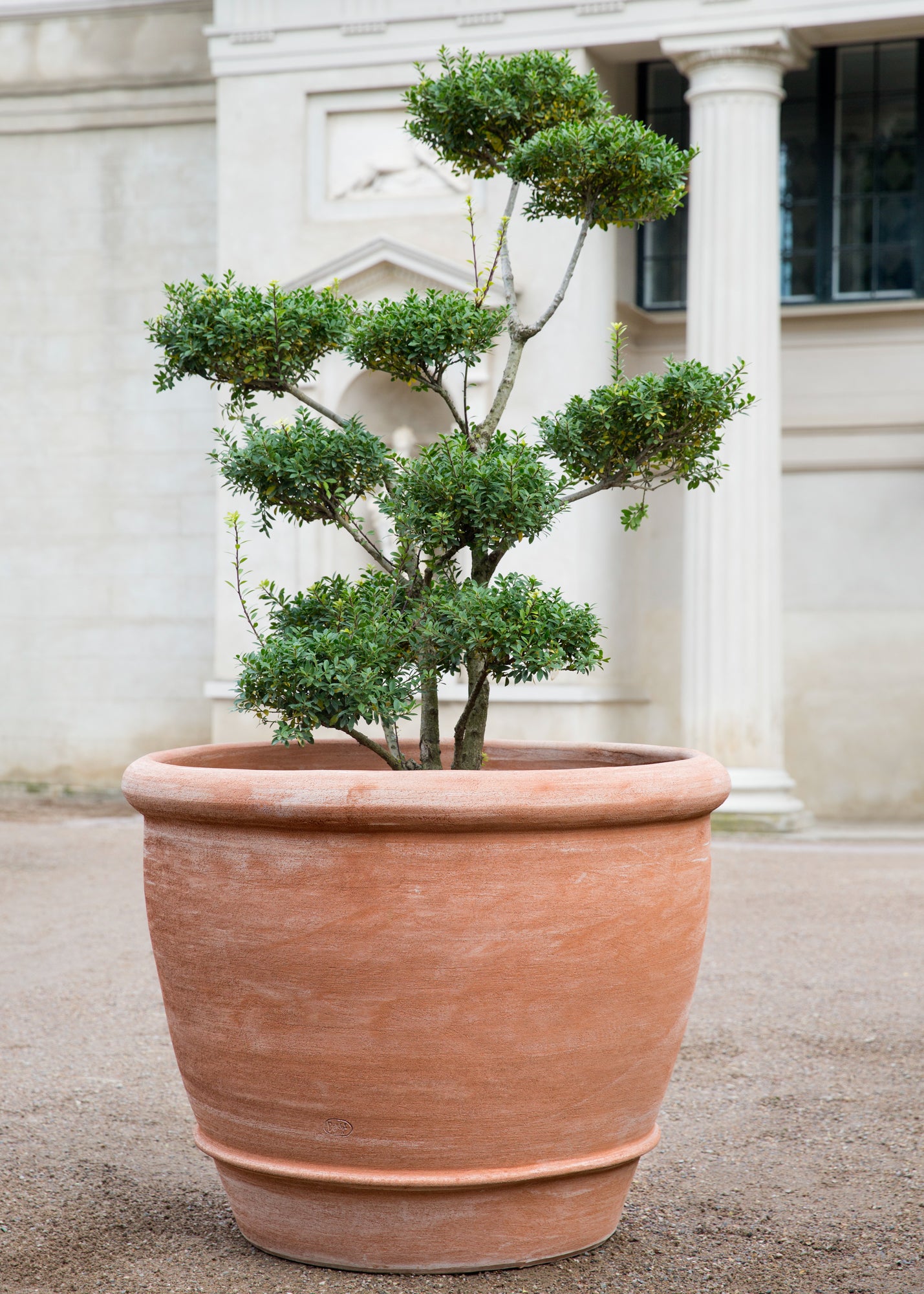 Campana Rosa Pot