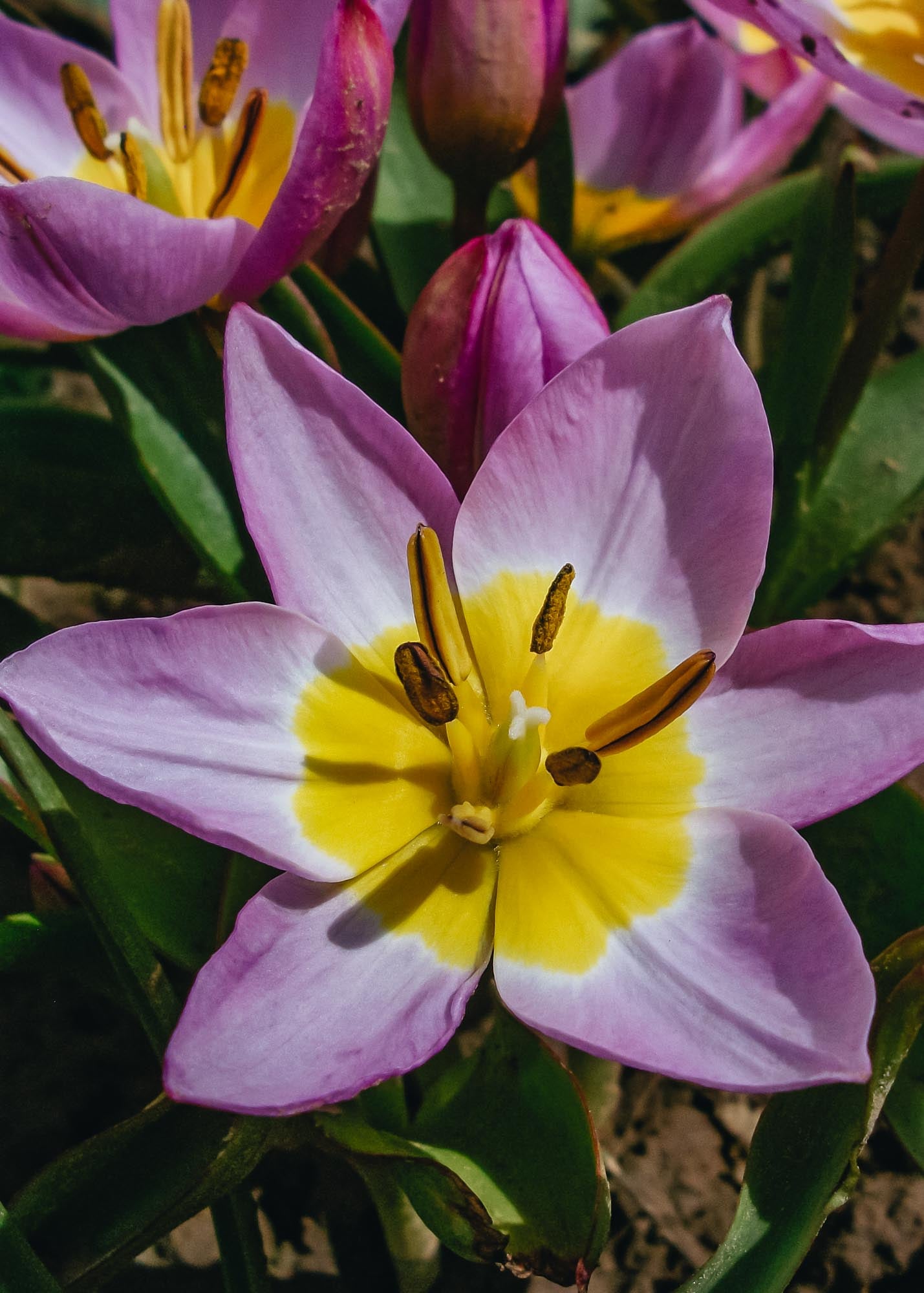 Taylors Bulbs Tulipa Bakeri Lilac Wonder Bulbs