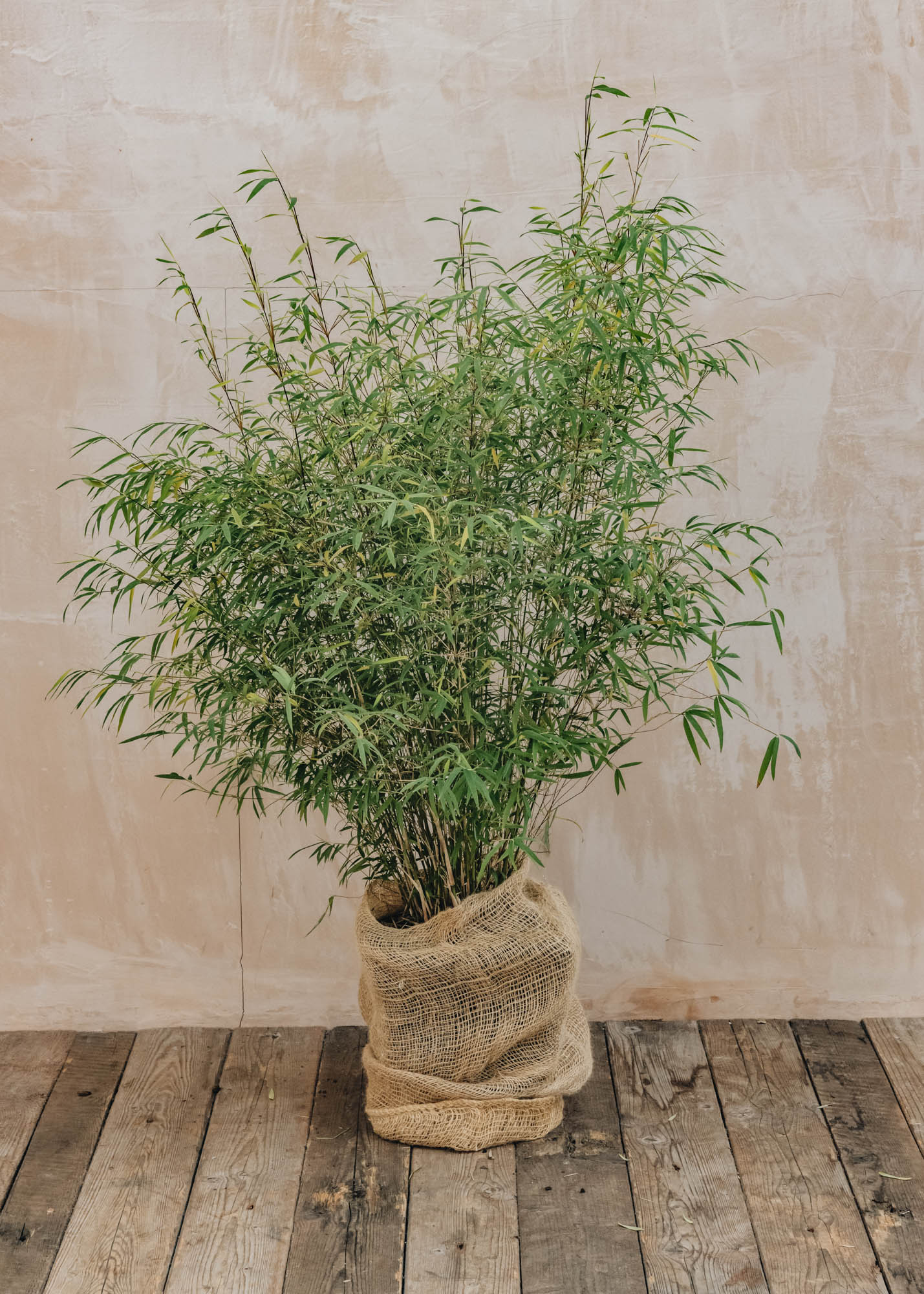 Laurus Nobilis Fargesia angustissima