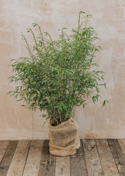 Laurus Nobilis Fargesia angustissima
