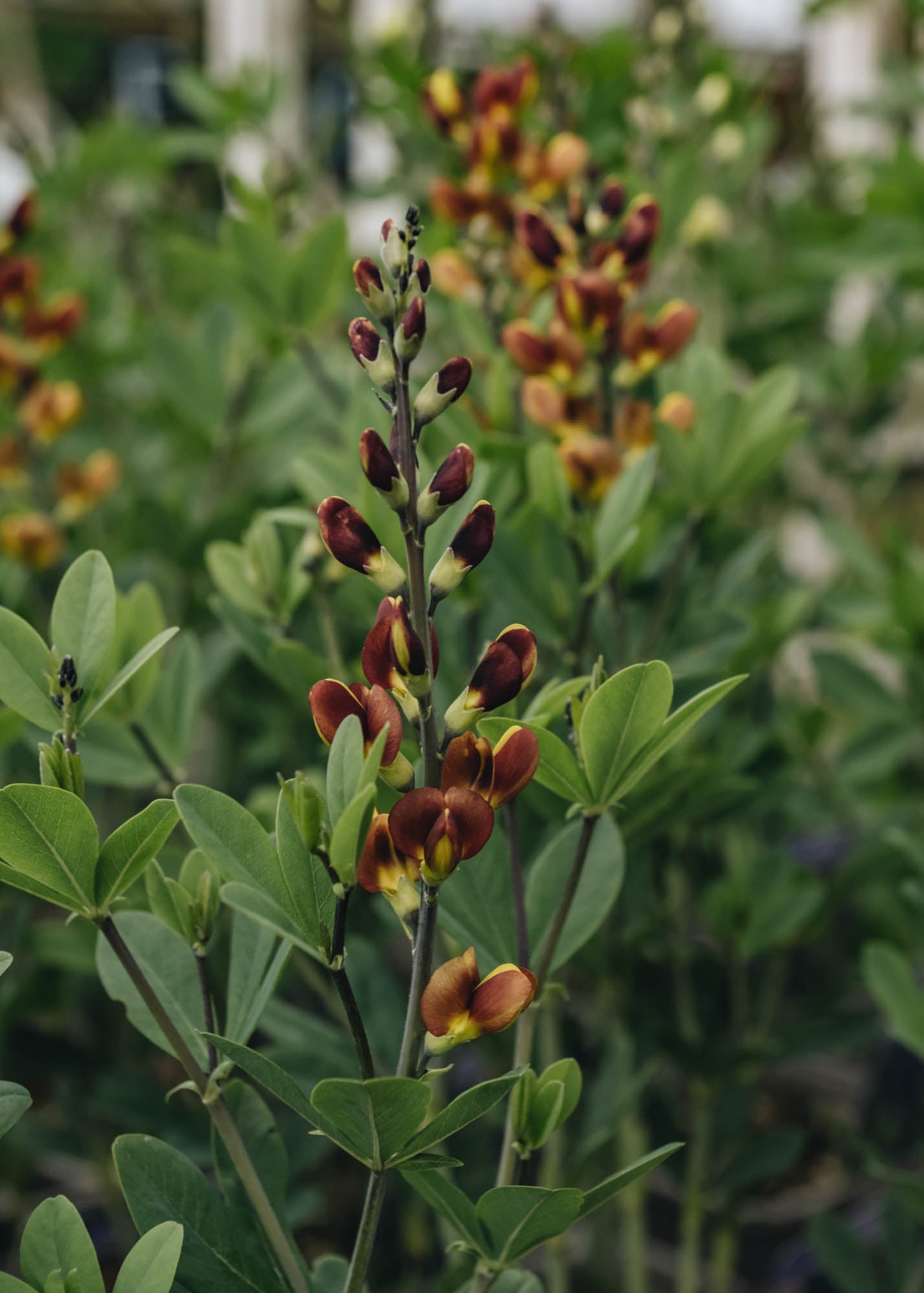 Echinacea Baptisia Cherries Jubilee
