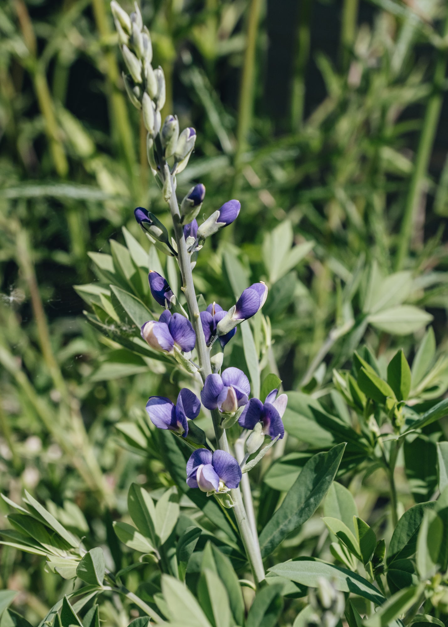 Baptisia Decadence Blueberry