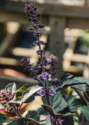 Hairy Pot Basil 'African Blue', 1L