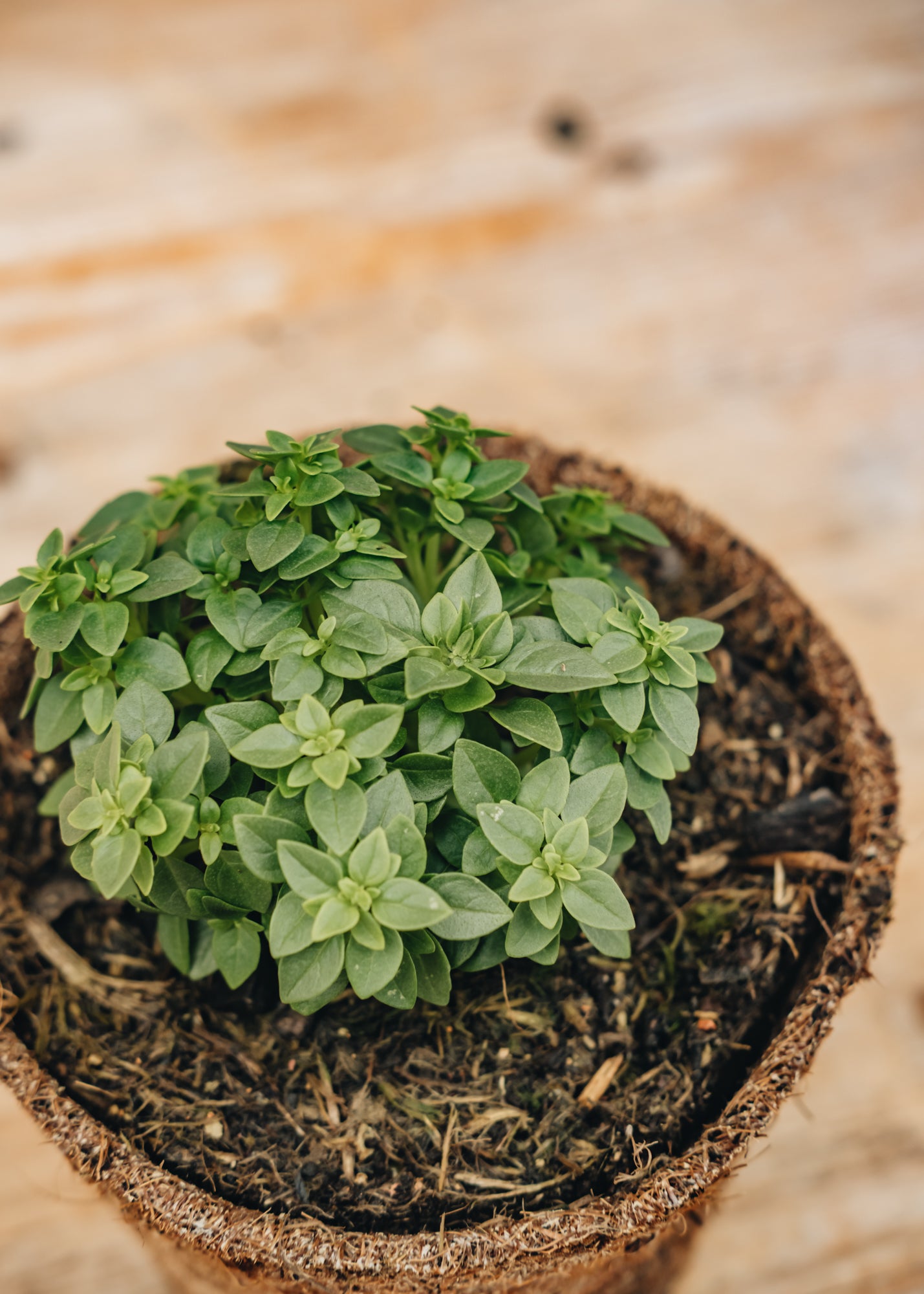 Hairy Pot Basil, Greek, 1L
