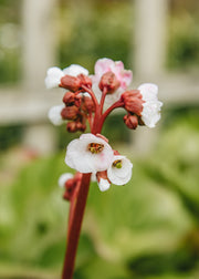 Bergenia Bergenia cordifolia ‘Jelle White’, 2L