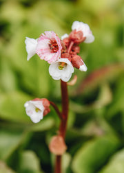Bergenia Bergenia cordifolia ‘Jelle White’, 2L