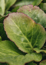 Bergenia Bergenia cordifolia ‘Jelle White’, 2L