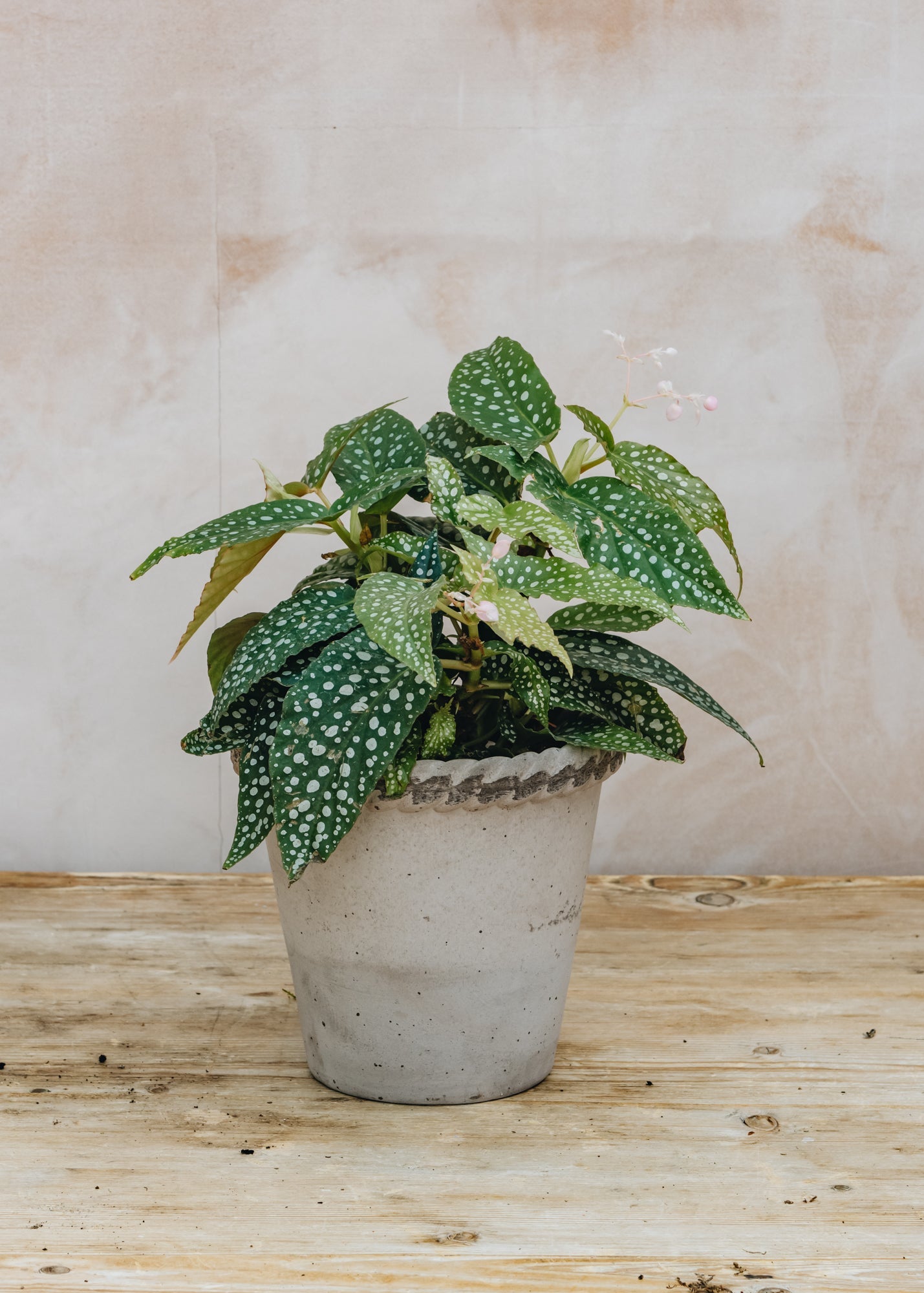 Begonia Double Dot