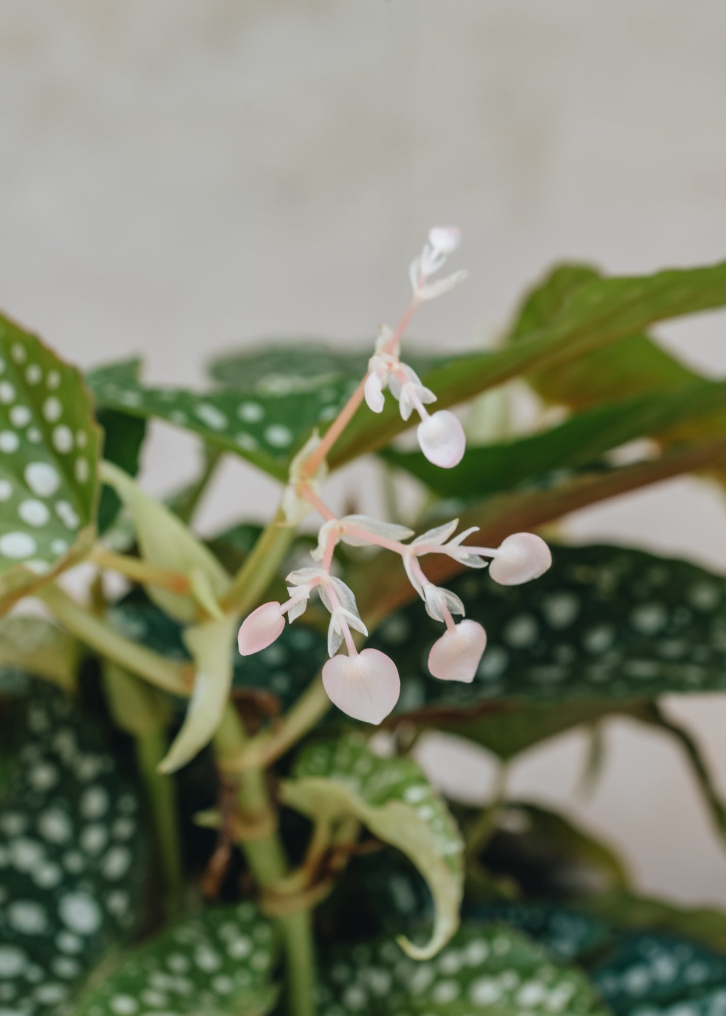 Burford Garden Co. Begonia Double Dot