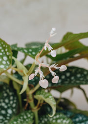 Begonia Double Dot