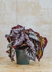 Houseplants Begonia Fireworks, 17cm