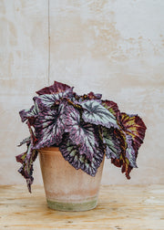 Begonia Fireworks, 17cm