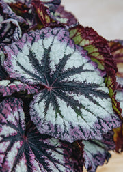 Houseplants Begonia Fireworks, 17cm
