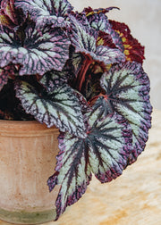 Houseplants Begonia Fireworks, 17cm