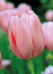 Taylors Bulbs Tulipa 'Bella Blush' Bulbs