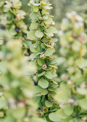 Bordallo Pinheiro Berberis thunbergii Maria, 3L