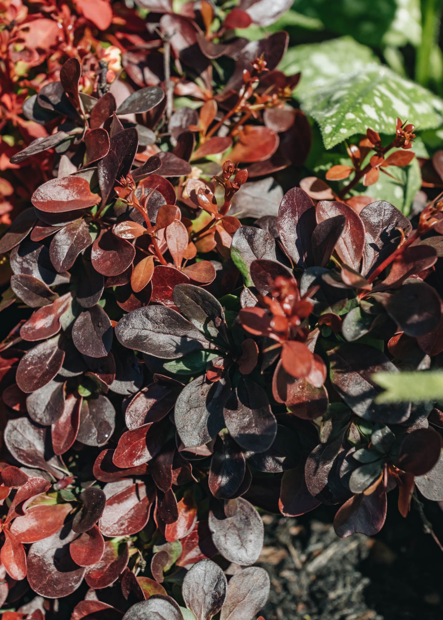 Berberis atropurpurea Nana