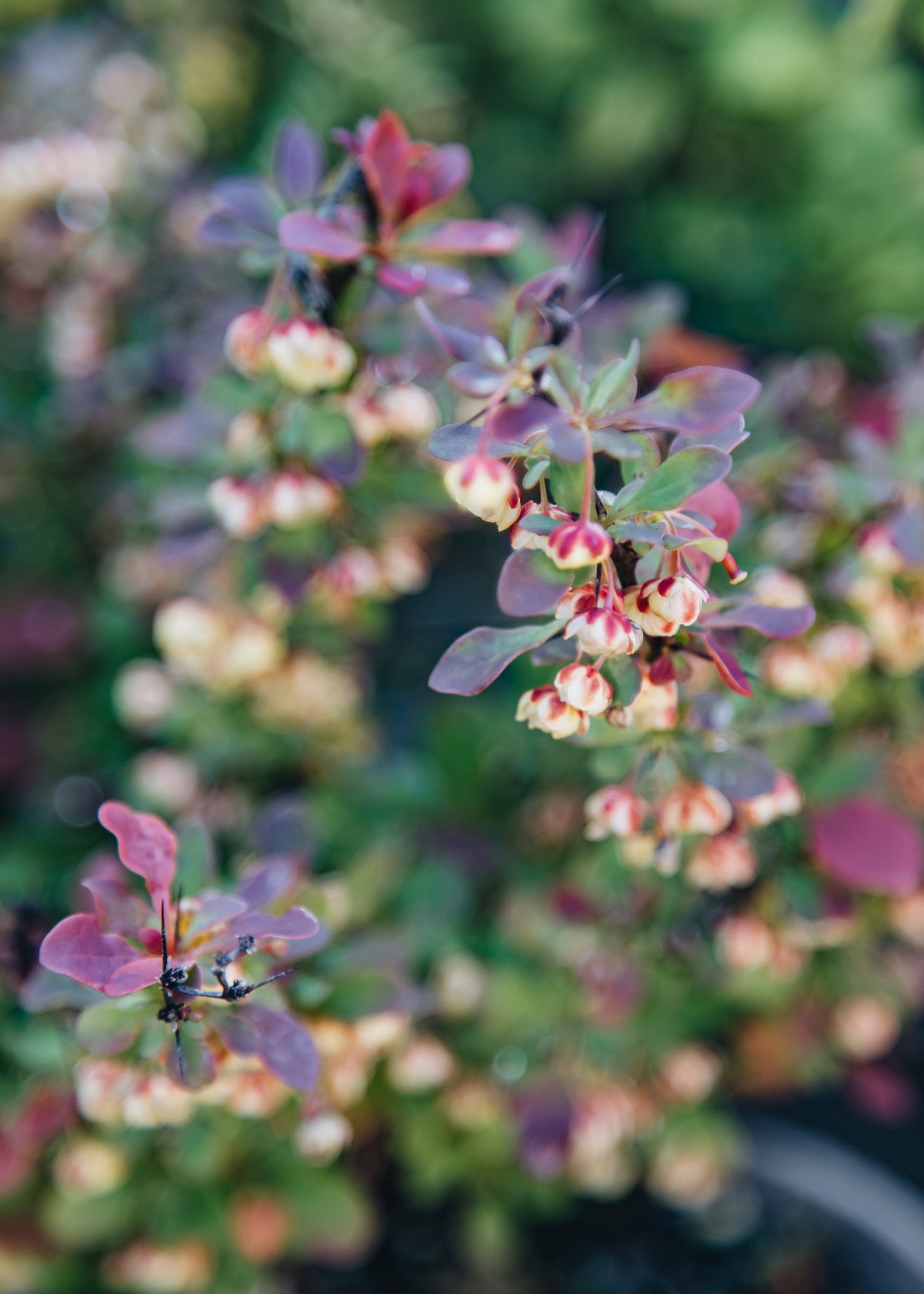 Berberis Berberis thunbergii Fireball, 3L