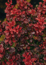 Berberis Berberis thunbergii Fireball, 3L