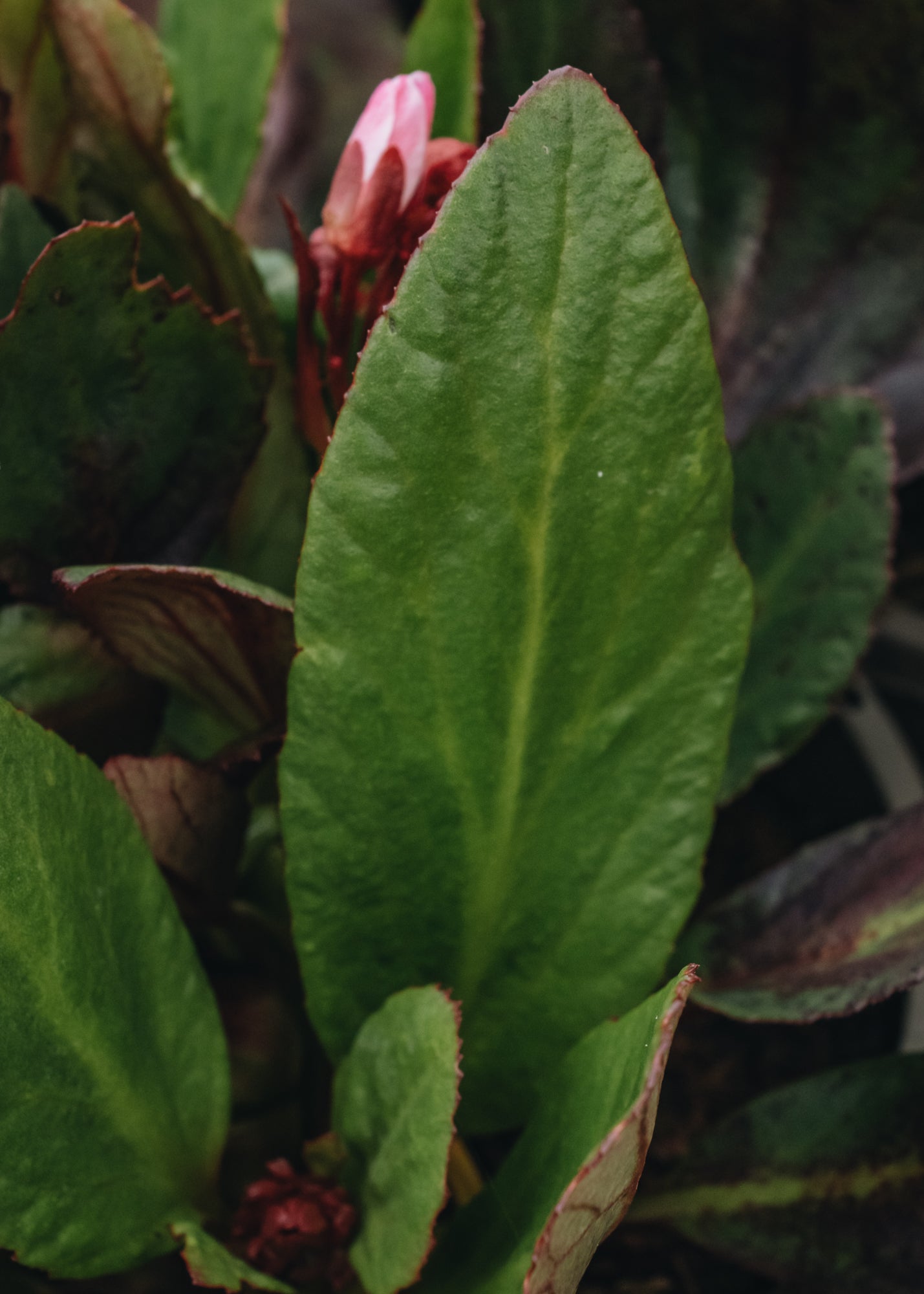Bergenia Bergenia Dark Damsel